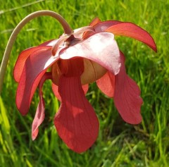 Sarracenia x H 10 (S. x catesbyi x excellens)