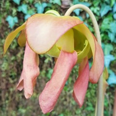 Sarracenia x H 11A catesbyi heterophylla