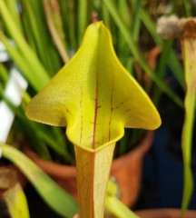 Sarracenia x H 11A catesbyi heterophylla