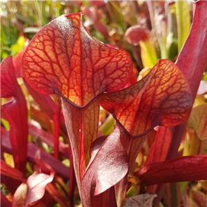 Sarracenia x H 12 (catesbyi x S. x popei) A. Slack