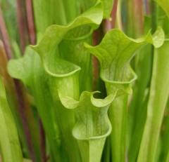 Sarracenia x H 26 (leuco x oreophila) A. Slack