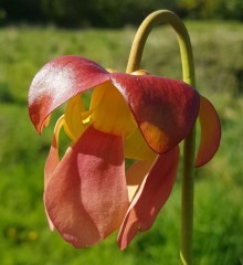 Sarracenia x H 28 melanorhod a (S. catesbyi x purpurea)