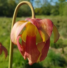 Sarracenia x H 31 Brooks Hybrid 1987 A. Slack