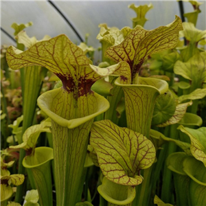 Sarracenia x H 31 Brooks Hybrid 1987 A. Slack