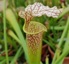 Sarracenia x H 32 Marston clone A. Slack