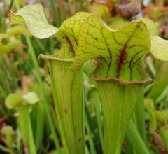 Sarracenia x H 33 (moorei x catesbyi) A. Slack