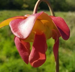 Sarracenia x H 33 (moorei x catesbyi) A. Slack