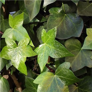 Hedera helix Green Ripple