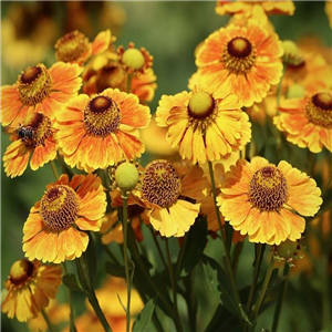 Helenium autumnale Short and Sassy