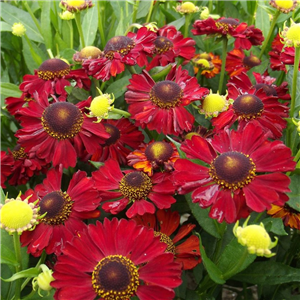 Helenium Hot Lava