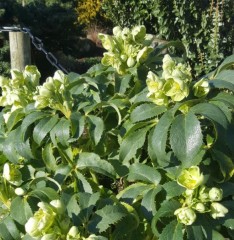 helleborus argutifolius