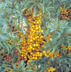 Hippophae rhamnoides (Sea Buckthorn)