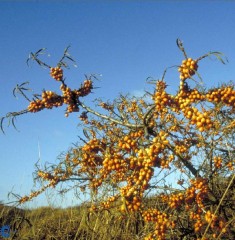 Hippophae rhamnoides (Sea Buckthorn)