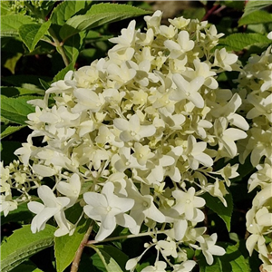 Hydrangea paniculata Little Fresco