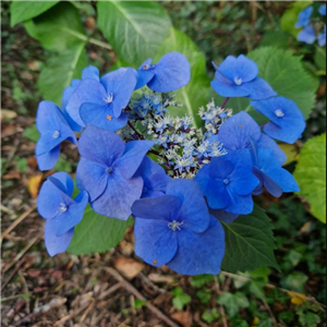 Hydrangea macrophylla Zorro