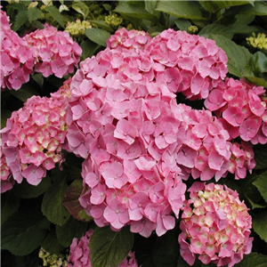 Hydrangea macrophylla Mini Hornli