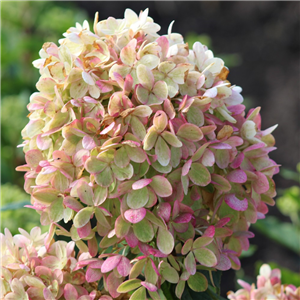 Hydrangea paniculata Pinklight