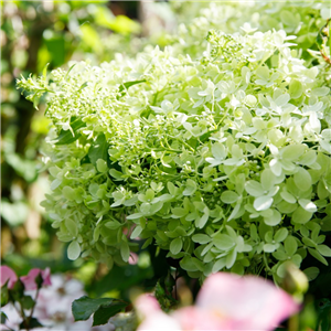 Hydrangea paniculata Whitelight