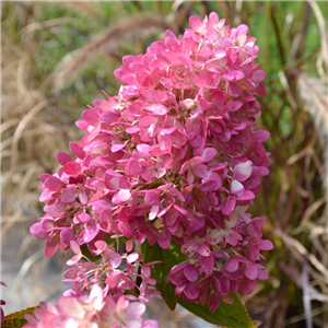 Hydrangea paniculata Redlight