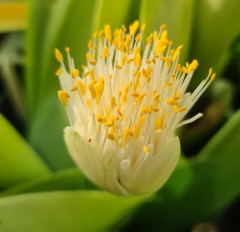 Haemanthus albiflos