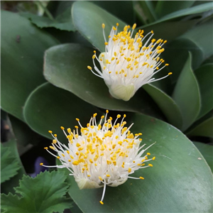 Haemanthus albiflos