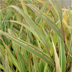 Hakonechloa macra Albo-striata