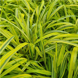 Hakonechloa macra Aureola