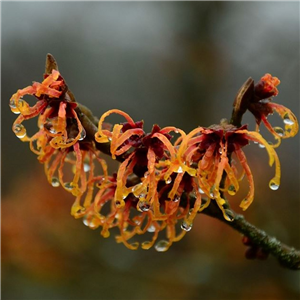 Hamamelis x intermedia Aphrodite