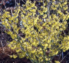 Hamamelis mollis Arnolds Promise