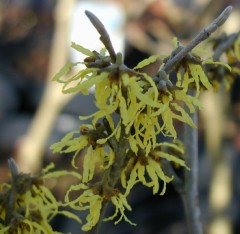 Hamamelis mollis Arnolds Promise