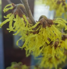 Hamamelis mollis Arnolds Promise