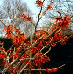 Hamamelis x intermedia Diane