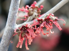 Hamamelis x intermedia Diane