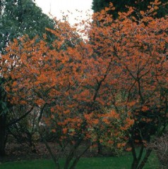 Hamamelis x intermedia Jelena