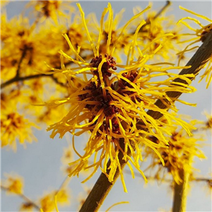 Hamamelis mollis