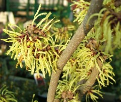 Hamamelis x intermedia Pallida