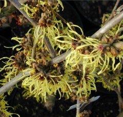 Hamamelis x intermedia Pallida