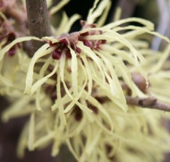 Hamamelis x intermedia Pallida