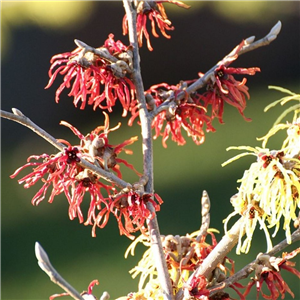 Hamamelis x intermedia Rubin