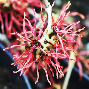 Hamamelis x intermedia Ruby Glow