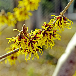 Hamamelis mollis Westerstede