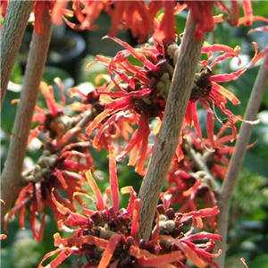 Hamamelis Feurerzaber