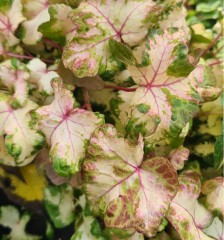 Hedera Golden Curl