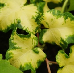 Hedera Golden Curl