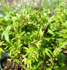 Hedera helix Dyinnii