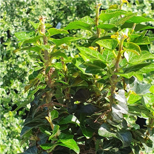 Hedera helix Erecta