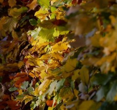 Hedging Beech (5 Per Pot) 45-60 cm tall