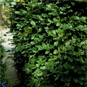 Hedging Beech (5 Per Pot) 45-60 cm tall