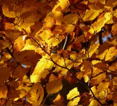 Hedging Beech (5 Per Pot) 45-60 cm tall