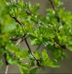 Hedging Hawthorn not potted bare root 45-60 cm tall / 10